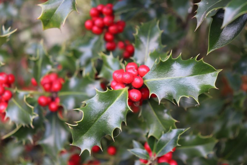 Holly Evergreen Removal Service