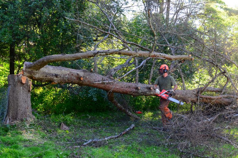 Inside a Tree Removal Site