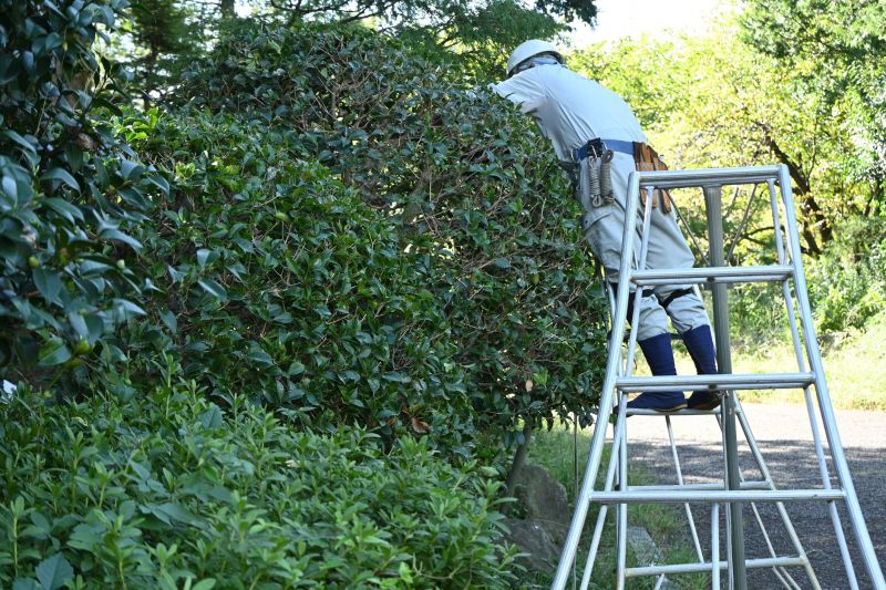 Holly Evergreen Removal