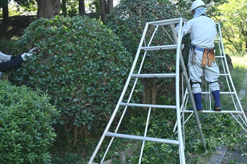Holly Evergreen Removal