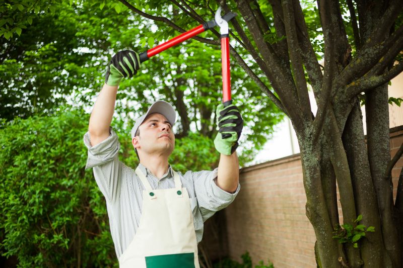 Tree Pruning in Allentown, PA