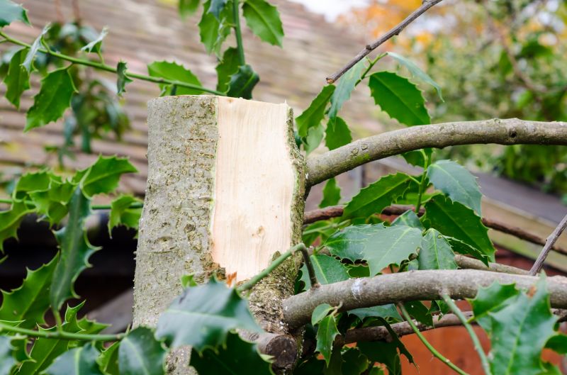 Holly Evergreen Removal