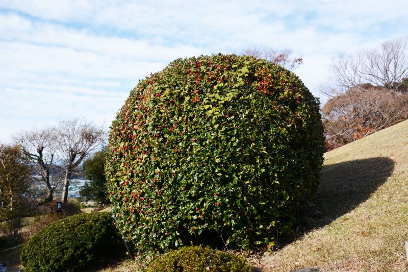 Holly Evergreen Removal