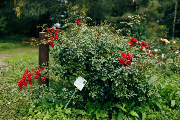 Rose Bush Removal