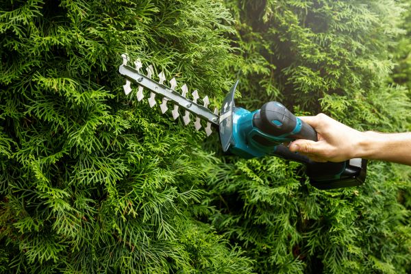 Evergreen Tree Pruning